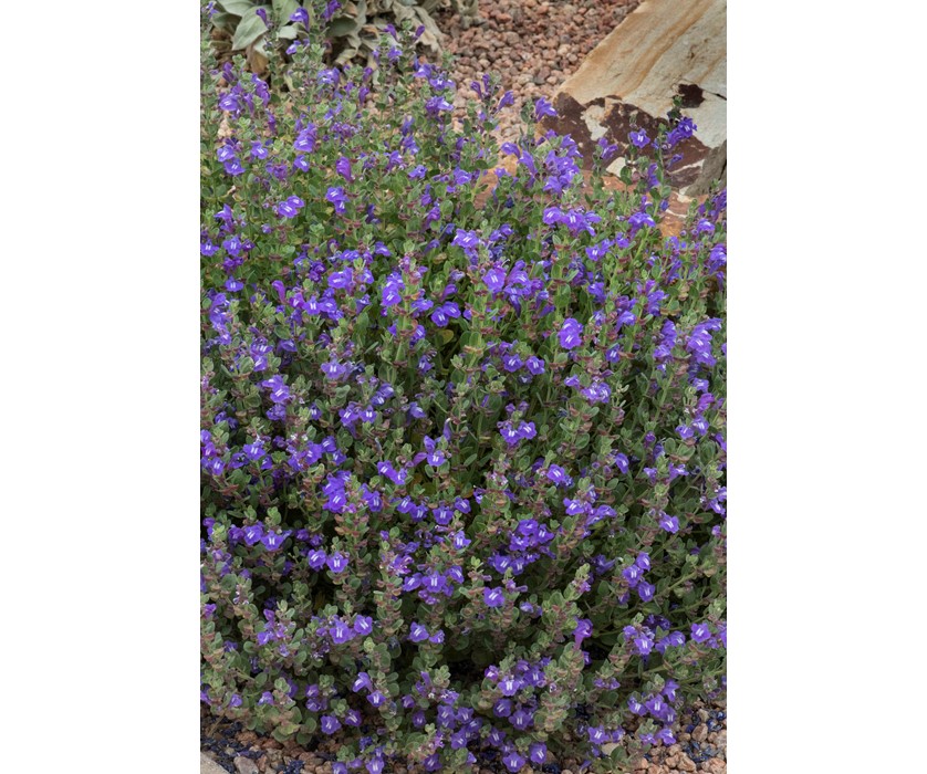 Smoky Hills Skullcap